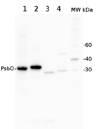 PsbO | 33 kDa of the oxygen evolving complex (OEC) of PSII (anti-protein) in the group Antibodies Plant/Algal / Photosynthesis / PSII (Photosystem II) at Agrisera AB (Antibodies for research) (AS06 142-33)